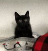 adoptable Cat in dallas, TX named BENITO