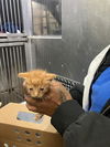 adoptable Cat in dallas, TX named ORANGE CHICKEN