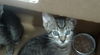 adoptable Cat in dallas, TX named HANK