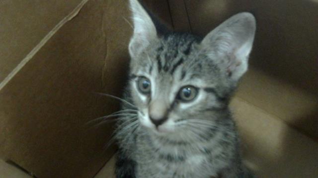 adoptable Cat in Dallas, TX named LANCY