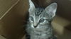 adoptable Cat in dallas, TX named LANCY