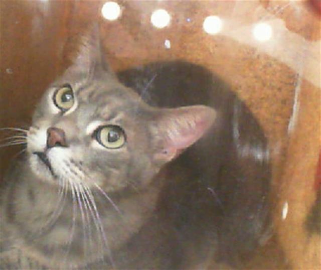 adoptable Cat in Dallas, TX named PENNY