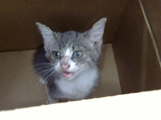 adoptable Cat in Dallas, TX named GEN