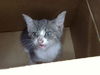 adoptable Cat in dallas, TX named GEN