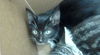 adoptable Cat in dallas, TX named DICE