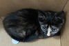 adoptable Cat in dallas, TX named AIMEE
