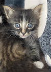 adoptable Cat in  named SHEPHERD