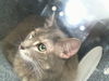adoptable Cat in dallas, TX named DOOM