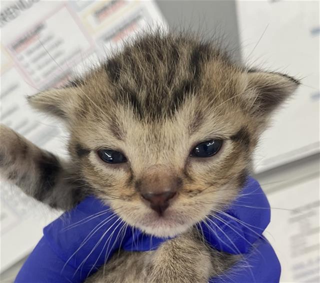 adoptable Cat in Dallas, TX named ALLEN