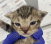 adoptable Cat in dallas, TX named ALLEN