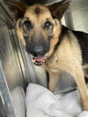 adoptable Dog in dallas, TX named COOKIE