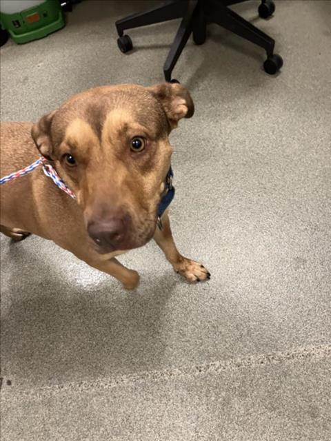 adoptable Dog in Dallas, TX named WANDA