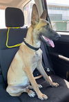 adoptable Dog in  named BUSTER