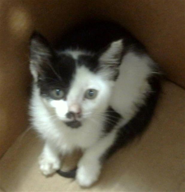 adoptable Cat in Dallas, TX named MICKEY