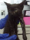 adoptable Cat in dallas, TX named MONA