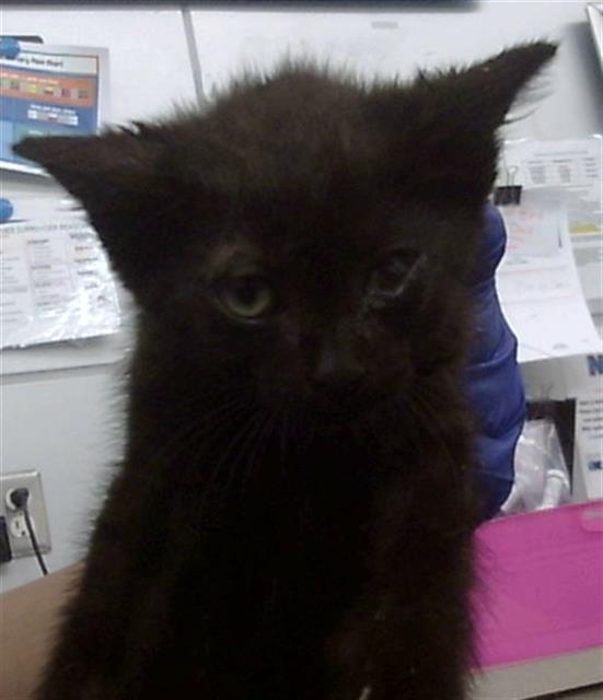 adoptable Cat in Dallas, TX named CALI