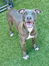 adoptable Dog in dallas, TX named BELLA