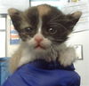 adoptable Cat in dallas, TX named JUICE