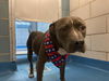 adoptable Dog in  named MAY