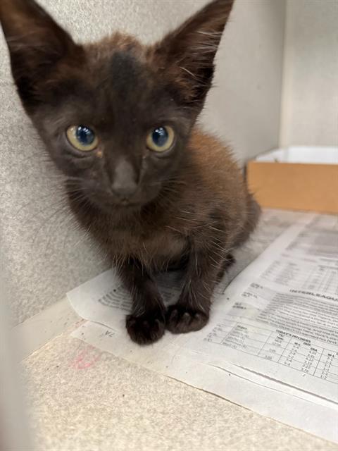 adoptable Cat in Dallas, TX named LILLITH