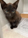 adoptable Cat in dallas, TX named LILLITH