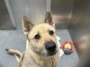 adoptable Dog in  named NAYLA POO