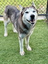 adoptable Dog in dallas, TX named HERMIONE
