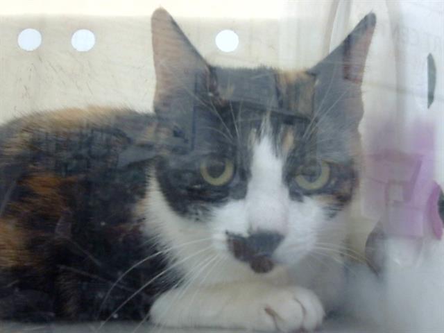 adoptable Cat in Dallas, TX named PICCOLO