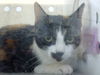 adoptable Cat in dallas, TX named PICCOLO