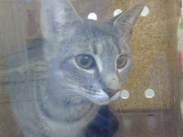 adoptable Cat in Dallas, TX named MOCHI
