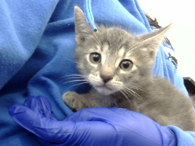 adoptable Cat in Dallas, TX named GUCCI