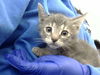 adoptable Cat in dallas, TX named GUCCI