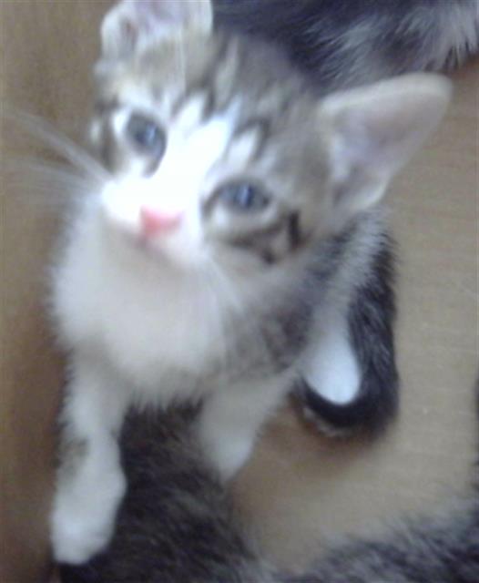 adoptable Cat in Dallas, TX named ENRIQUE