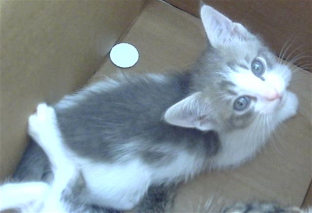 adoptable Cat in Dallas, TX named FRITO