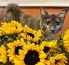 adoptable Cat in dallas, TX named CHARLEY