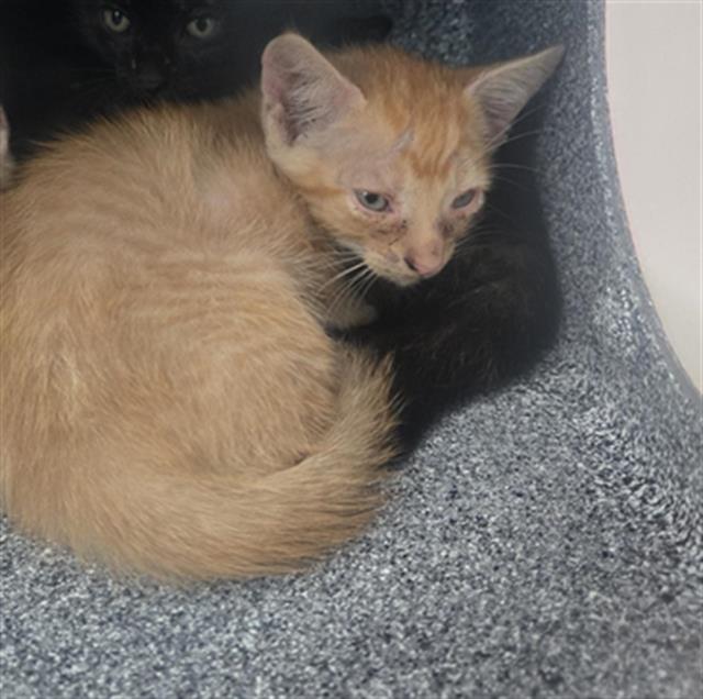 adoptable Cat in Dallas, TX named QUINNIE