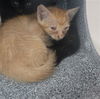 adoptable Cat in dallas, TX named QUINNIE