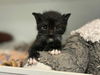 adoptable Cat in dallas, TX named NALA