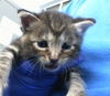 adoptable Cat in dallas, TX named BOBBY