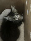 adoptable Cat in dallas, TX named PRADA