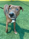 adoptable Dog in dallas, TX named CURLY