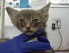 adoptable Cat in dallas, TX named BUTTERS