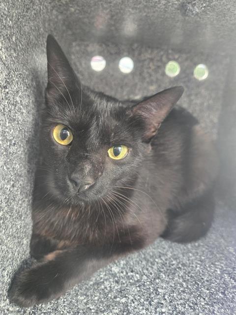adoptable Cat in Dallas, TX named CRESTEN