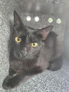 adoptable Cat in dallas, TX named CRESTEN