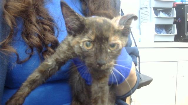 adoptable Cat in Dallas, TX named MINNIE