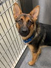 adoptable Dog in dallas, TX named AMARANTHA