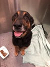 adoptable Dog in dallas, TX named MIDAS