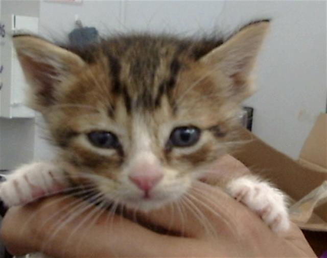 adoptable Cat in Dallas, TX named LOUISE