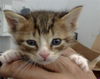 adoptable Cat in dallas, TX named LOUISE