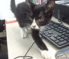 adoptable Cat in dallas, TX named LUSCO